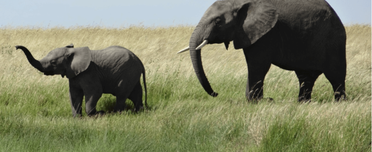 Size Doesn’t Matter When it Comes to App Development
